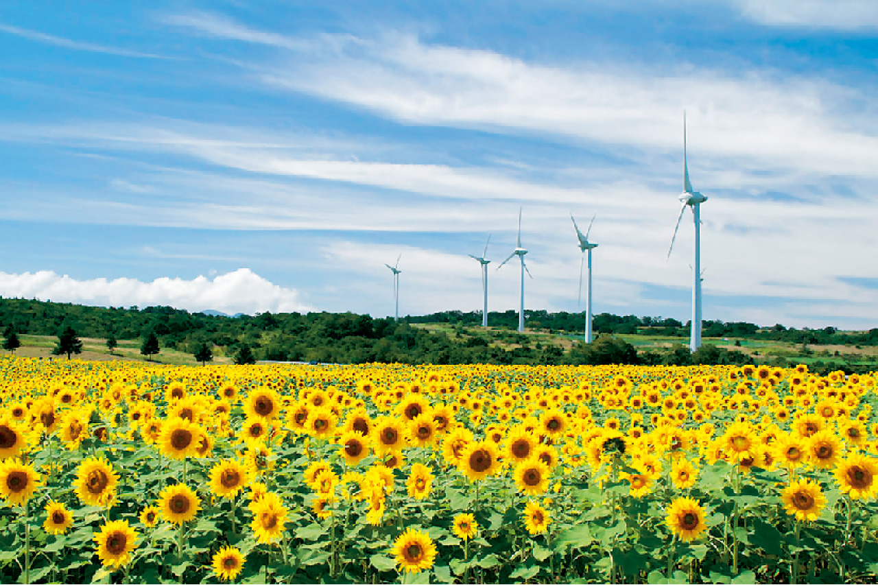 布引高原 ひまわりと風車